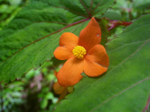 Begonia sutherlandii — photo