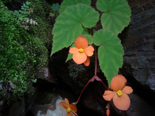 Begonia sutherlandii — photo