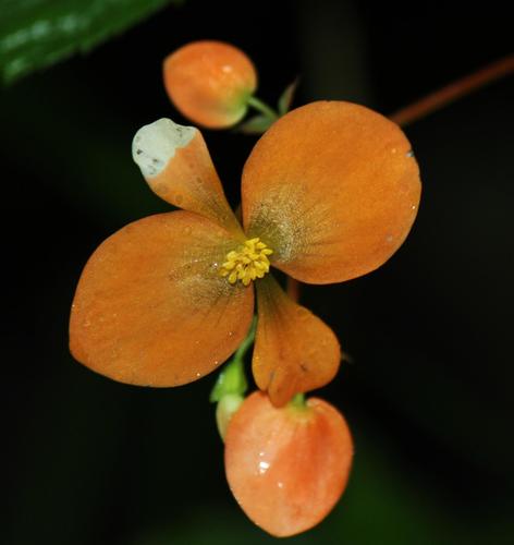 Begonia sutherlandii