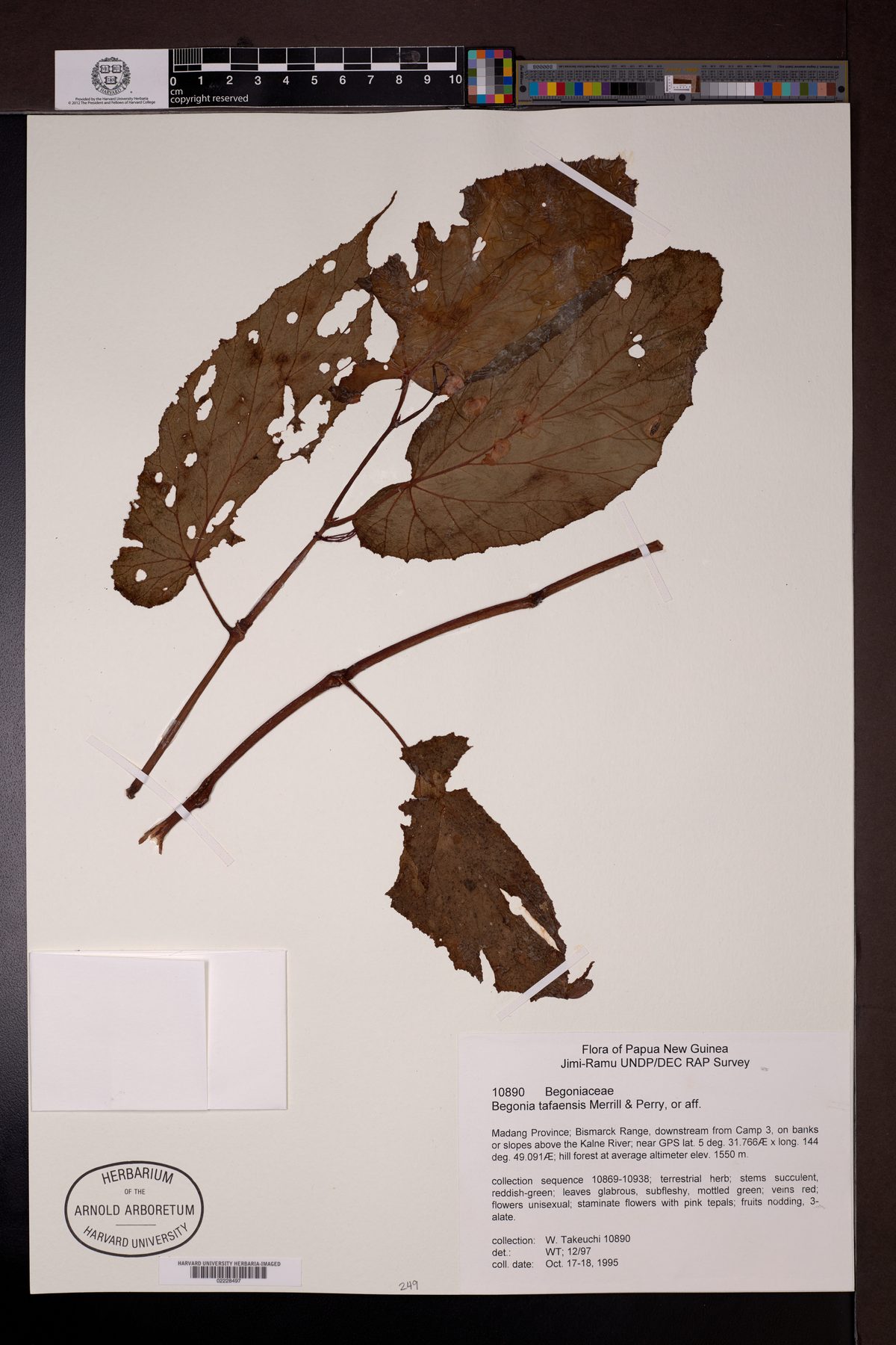 Begonia tafaensis — photo