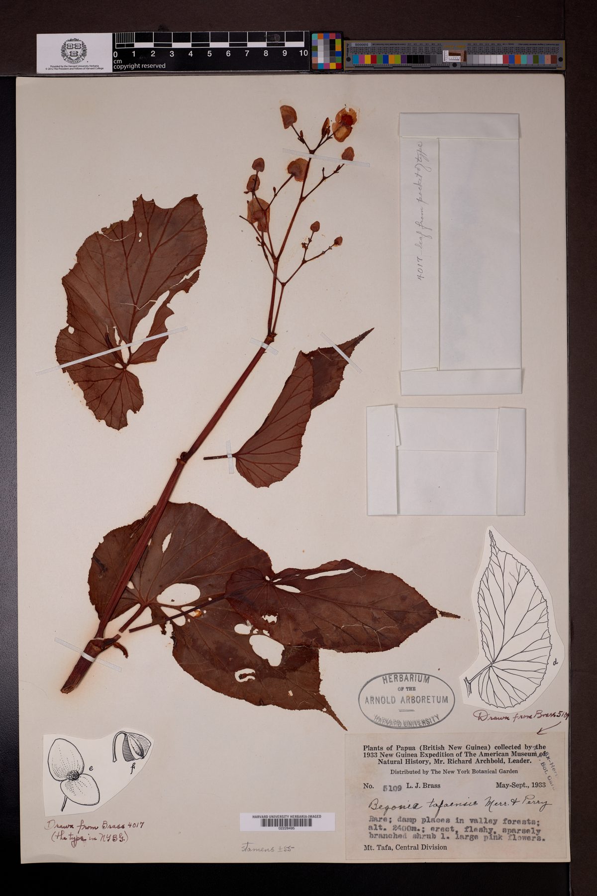 Begonia tafaensis — photo