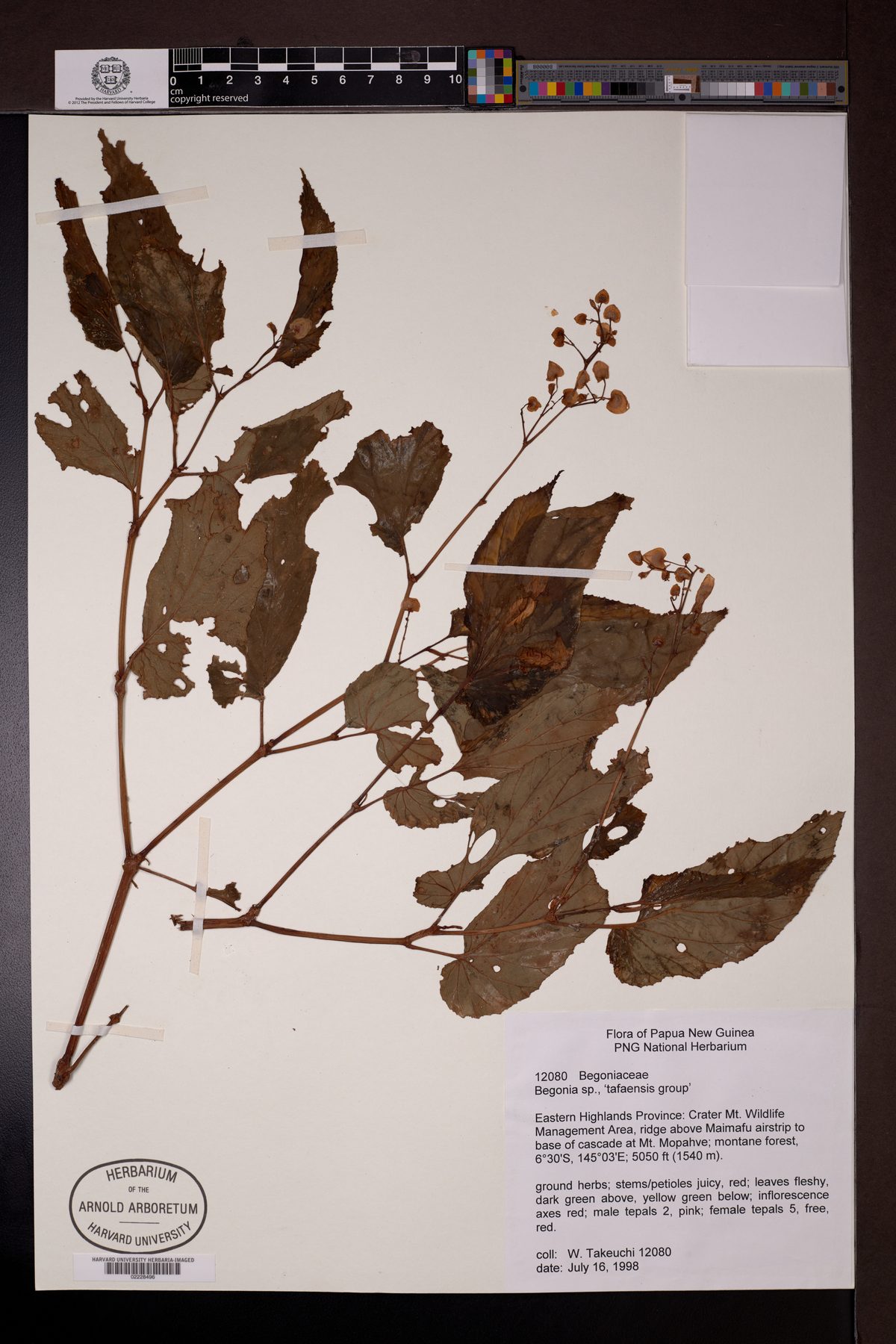 Begonia tafaensis