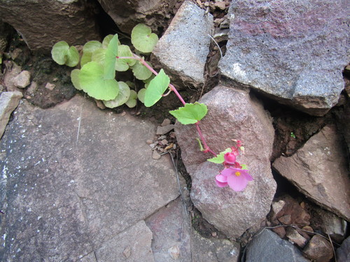 Begonia tuberosa