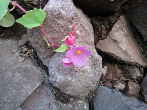 Begonia tuberosa (Tuberous Begonia) — photo