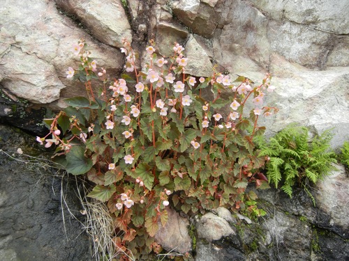 Begonia tuberosa (Tuberous Begonia) — photo