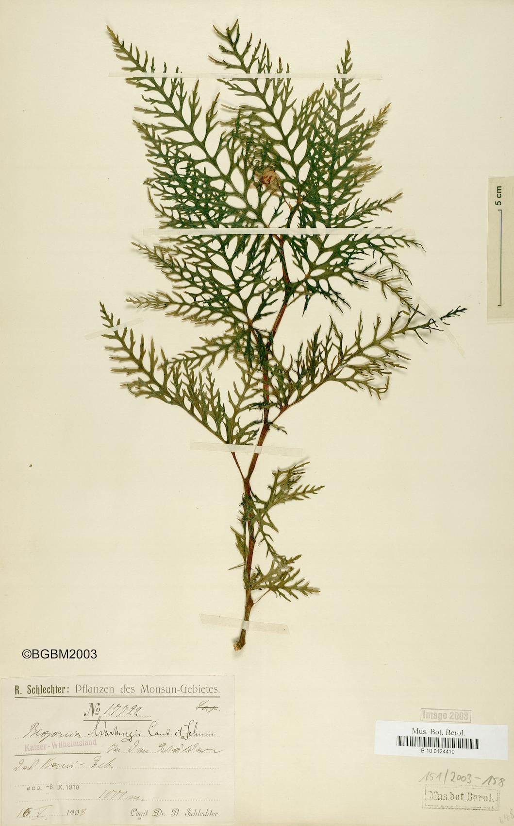 Begonia warburgii — photo