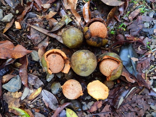Beilschmiedia bancroftii (Yellow walnut) — photo