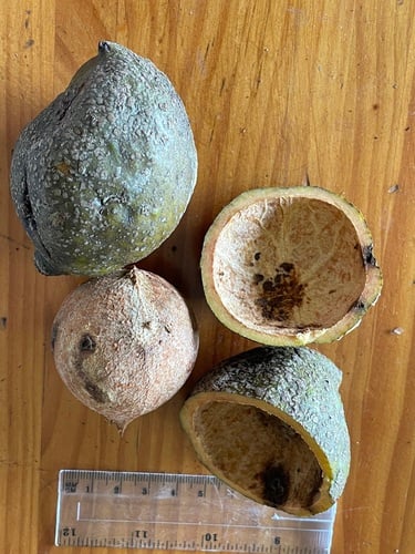 Beilschmiedia bancroftii (Yellow walnut) — photo