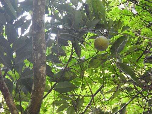 Beilschmiedia bancroftii