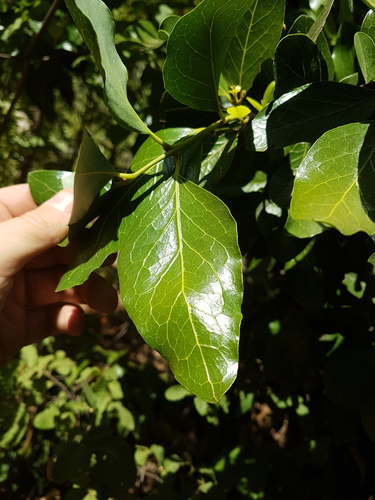 Beilschmiedia berteroana (Chile slugwood) — photo