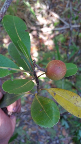 Beilschmiedia madagascariensis — photo
