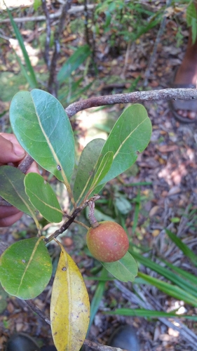 Beilschmiedia madagascariensis