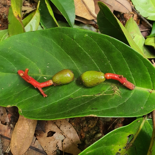 Beilschmiedia madang — photo