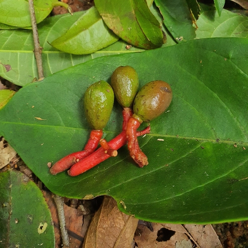 Beilschmiedia madang