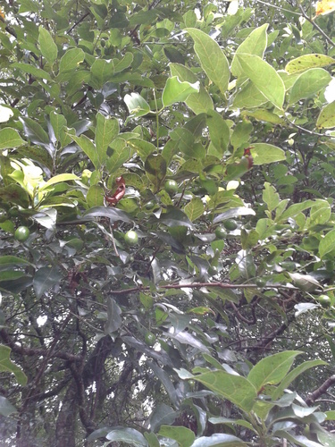 Beilschmiedia mexicana — photo