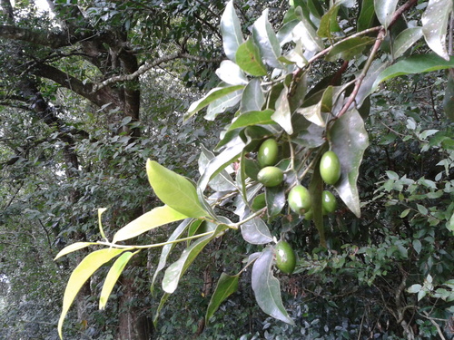 Beilschmiedia mexicana — photo