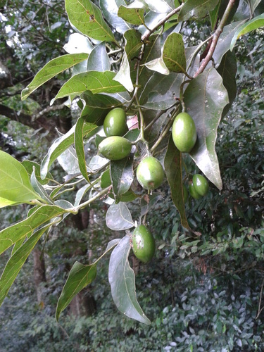 Beilschmiedia mexicana