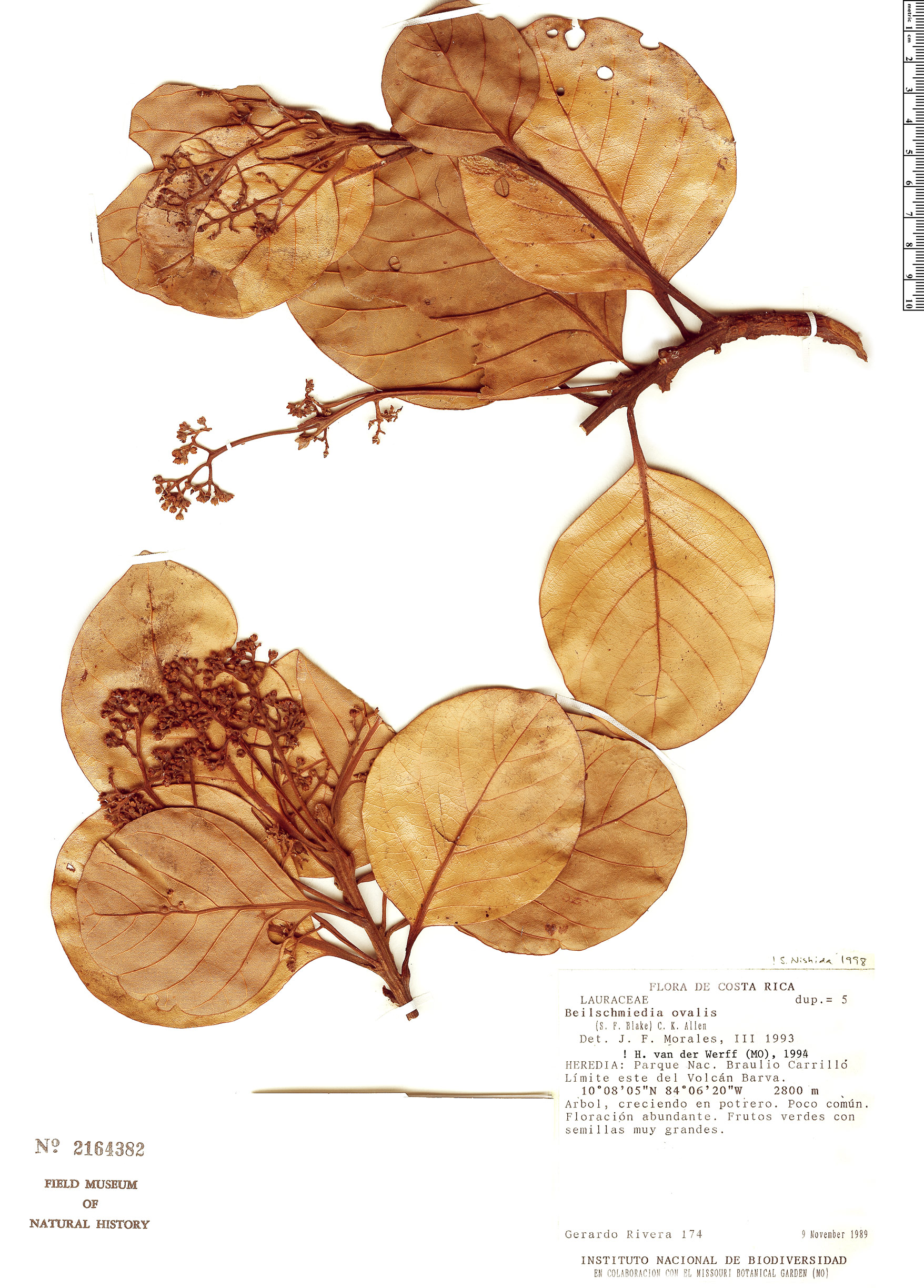 Beilschmiedia ovalis — photo