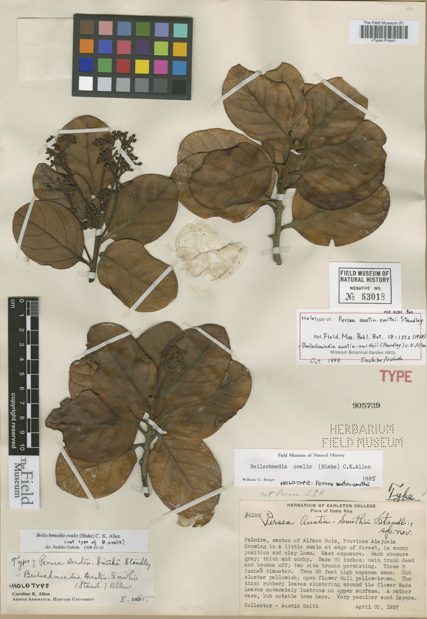 Beilschmiedia ovalis — photo