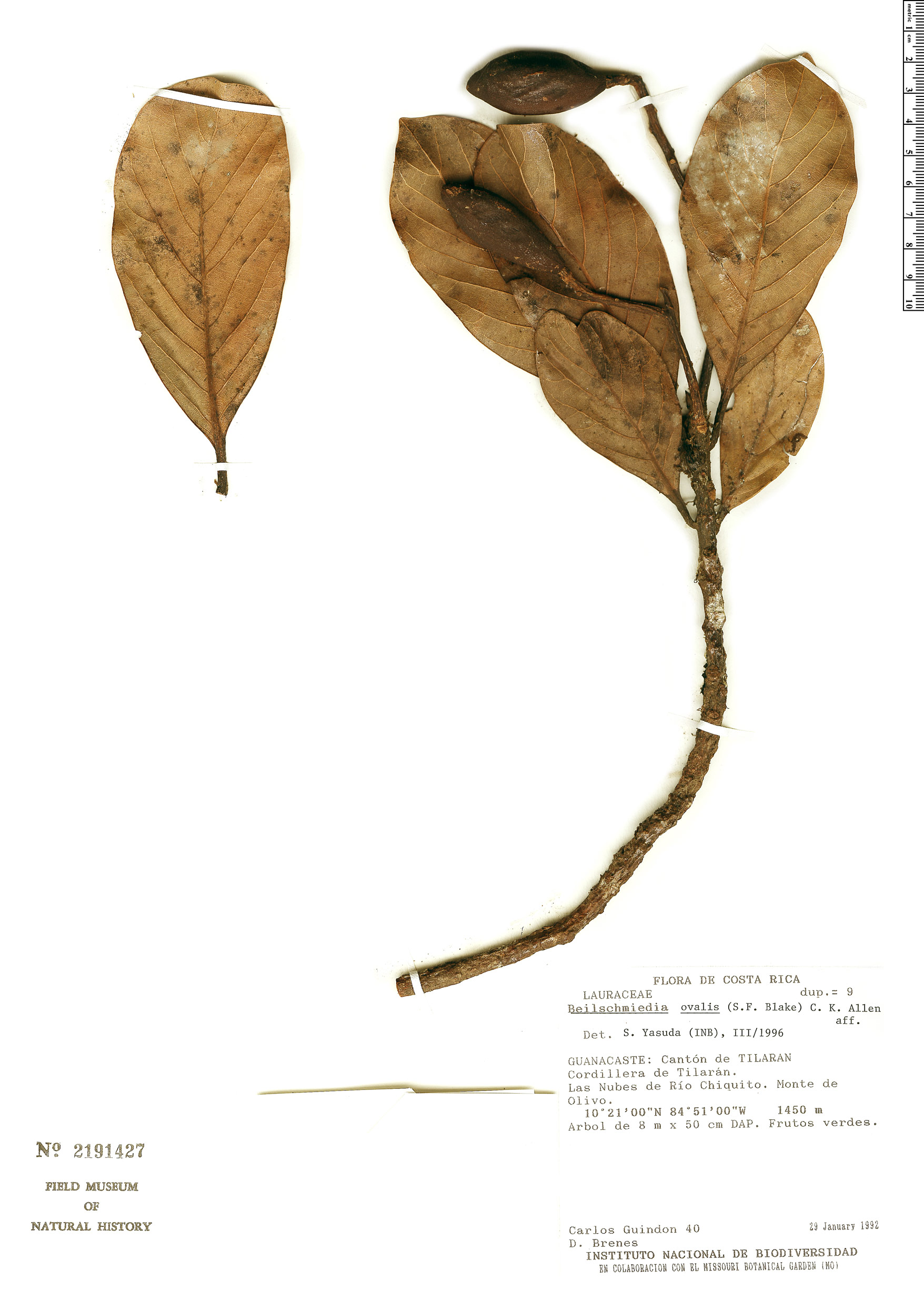 Beilschmiedia ovalis
