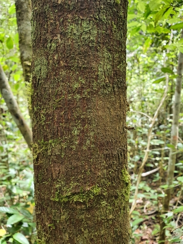 Beilschmiedia pendula — photo