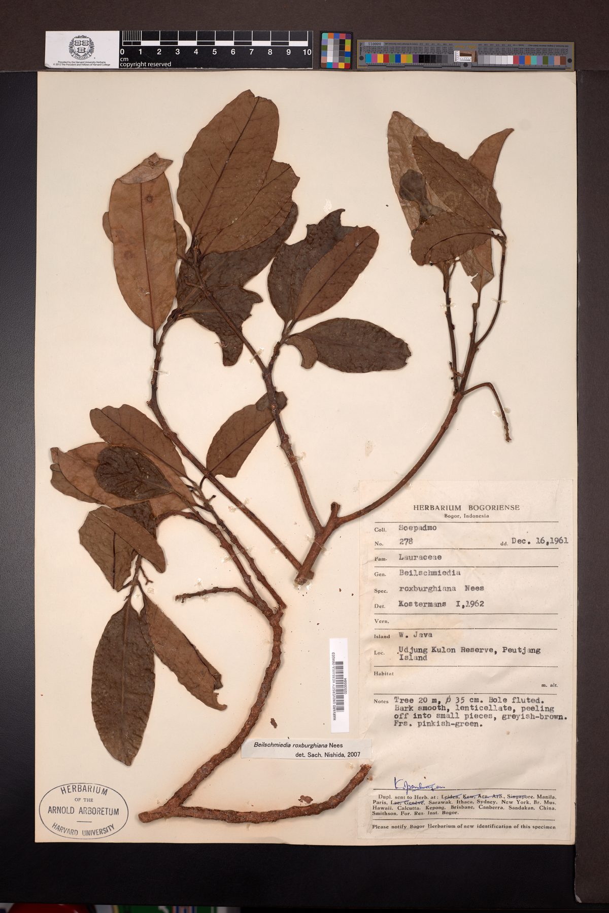 Beilschmiedia roxburghiana