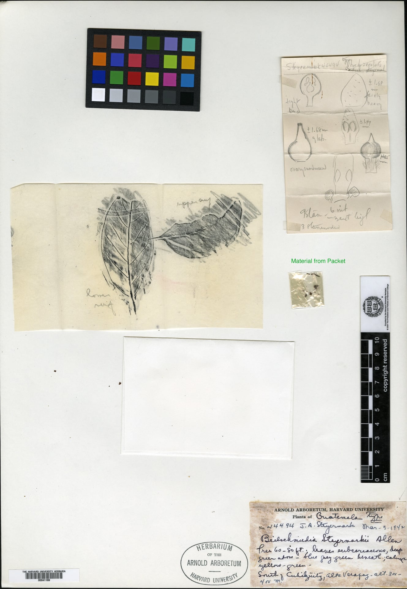 Beilschmiedia steyermarkii — photo
