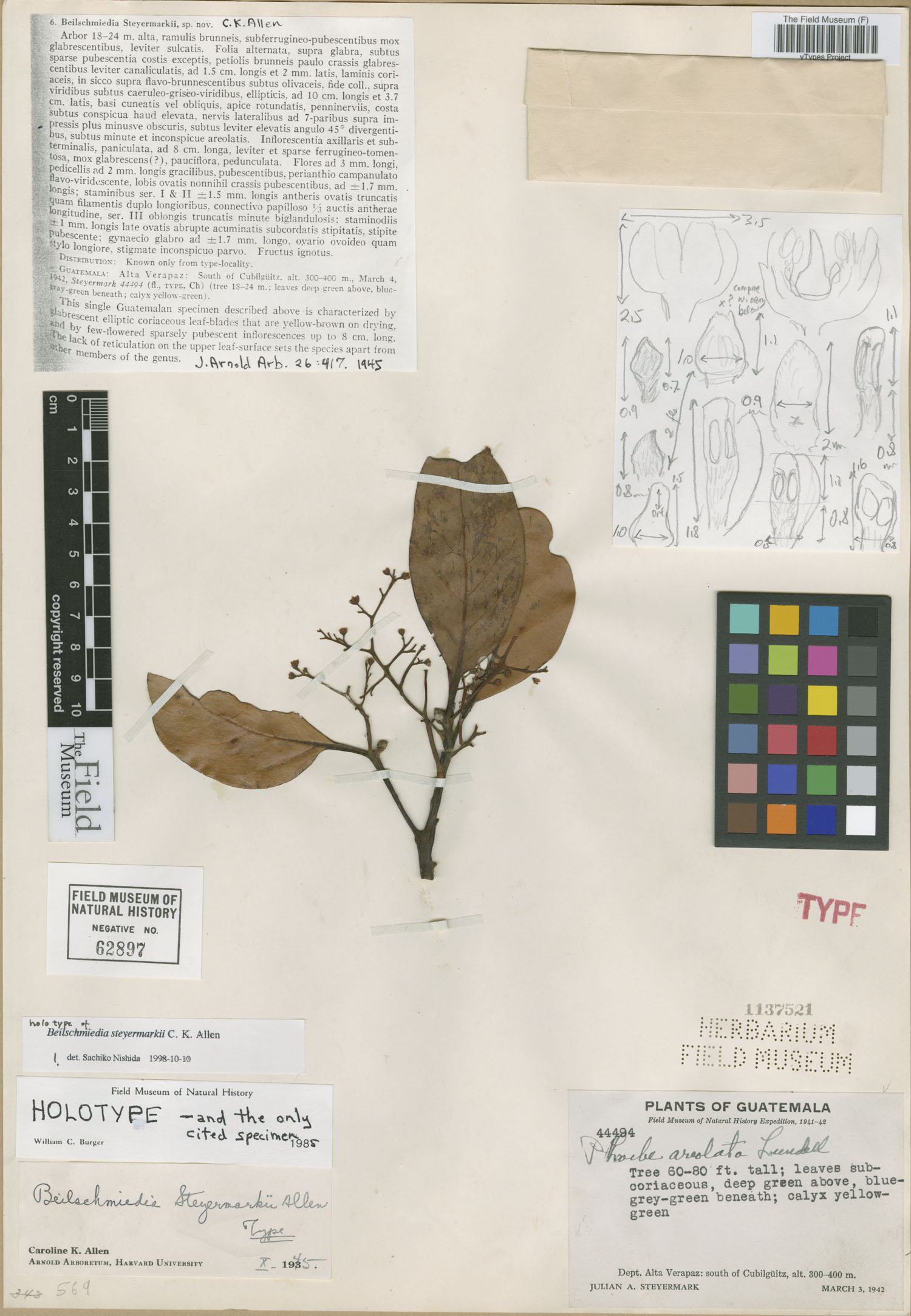 Beilschmiedia steyermarkii