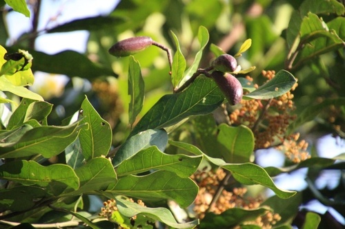 Beilschmiedia ugandensis