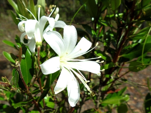 Bejaria aestuans — photo