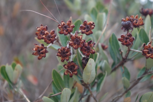 Bejaria aestuans — photo