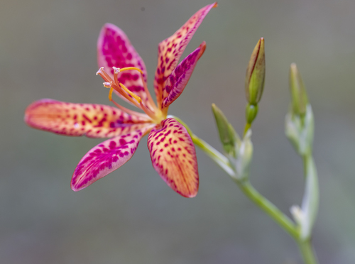 Belamcanda chinensis (Leopard lily) — photo