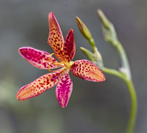 Belamcanda chinensis (Leopard lily) — photo