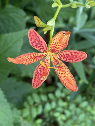 Belamcanda chinensis