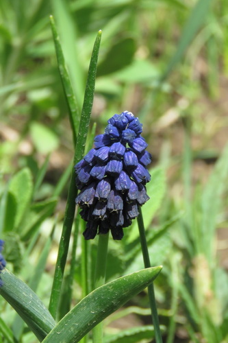 Bellevalia paradoxa — photo