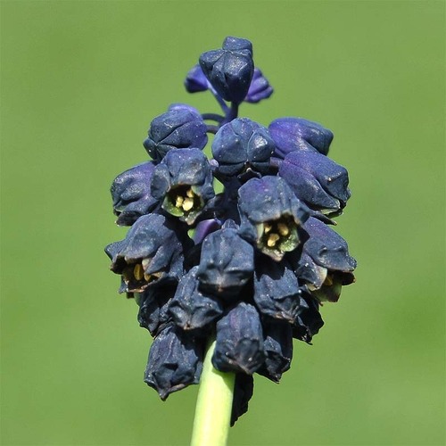Bellevalia paradoxa — photo