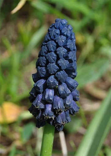 Bellevalia paradoxa