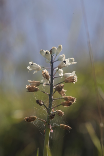 Bellevalia romana — photo