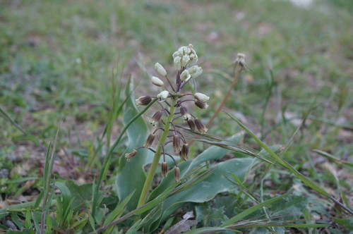Bellevalia speciosa — photo