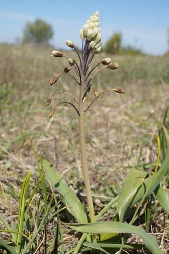 Bellevalia speciosa