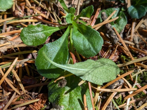 Bellis perennis (Daisy) — photo