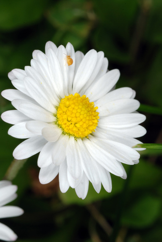Bellis perennis (Daisy) — photo