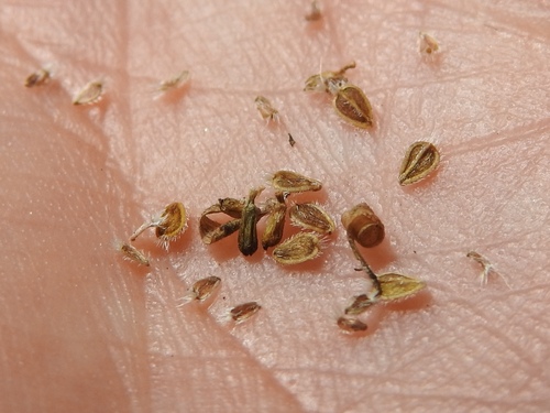 Bellis sylvestris (Bijela rada) — photo