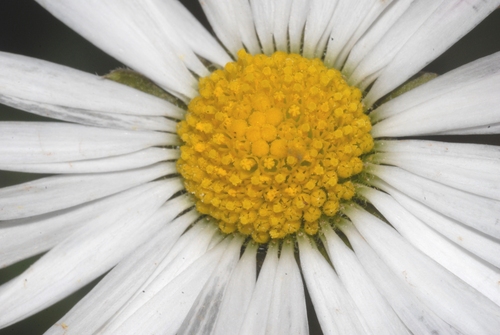 Bellis sylvestris (Bijela rada) — photo