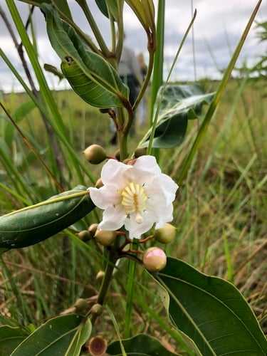 Bellucia acutata — photo