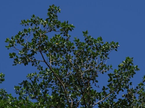Bellucia arborescens (Tree like loreya) — photo