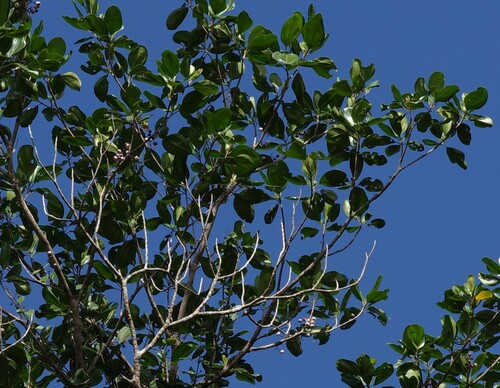 Bellucia arborescens