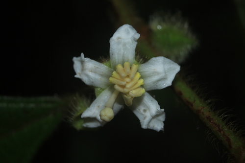Bellucia egensis