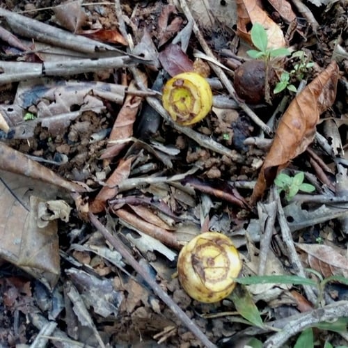 Bellucia grossularioides (Mess apple) — photo