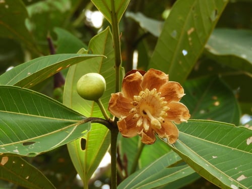 Bellucia grossularioides (Mess apple) — photo